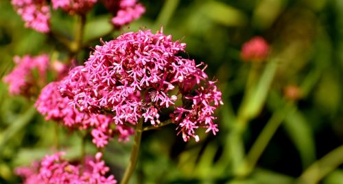 flower herkogamie plant