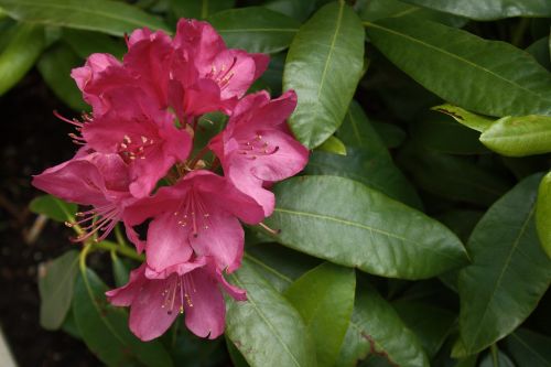 flower pink nature