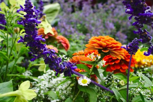 flower flower field garden