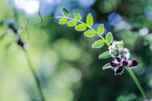 flower floral nature