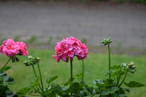 flower beautiful pink