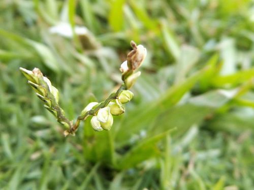 flower of grass