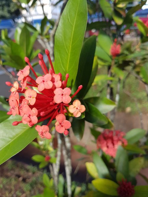 flower red plant