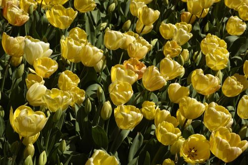 flower tulips spring