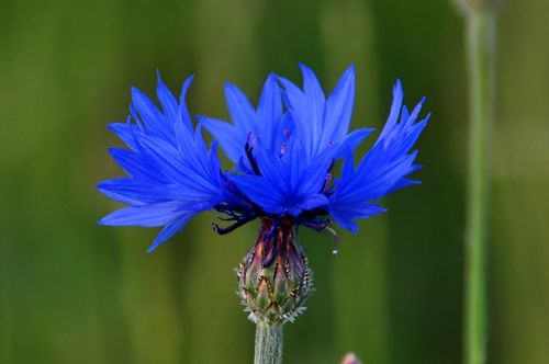 flower macro blue