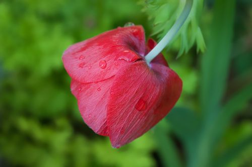 flower red flower blossom