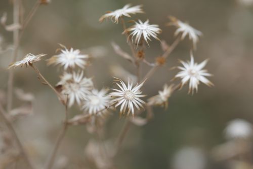 flower dry green