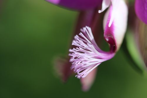 flower nature pink