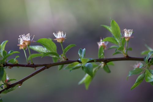 flower march spring