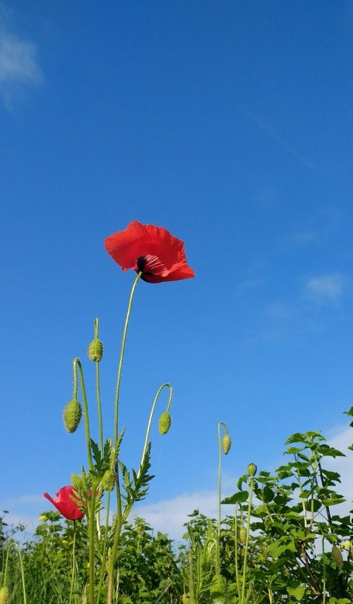 flower poppy sky