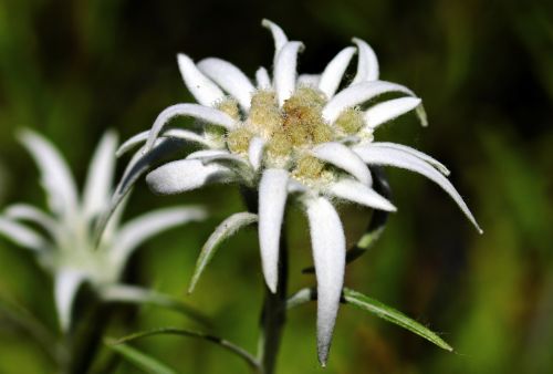 flower edelweiss alpine edelweiß