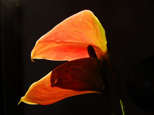 flower contrast backdrop