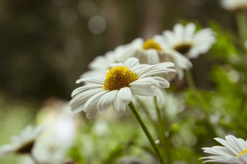 flower daisy plant