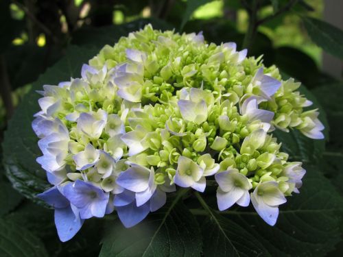 flower hydrangea plant