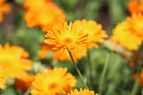 flower orange spring