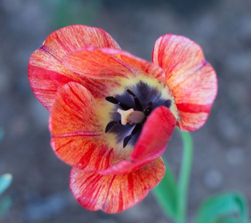 flower red tulip