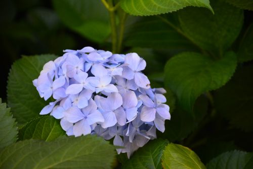 flower hydrangea the scenery