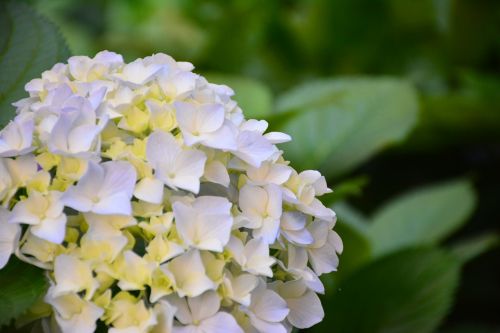 flower hydrangea the scenery