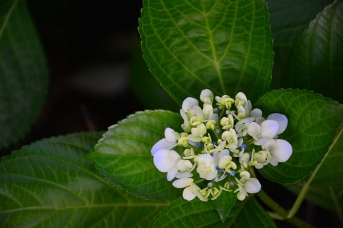 flower natural the scenery