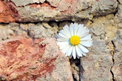 flower daisy wall