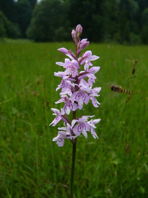 flower orchid