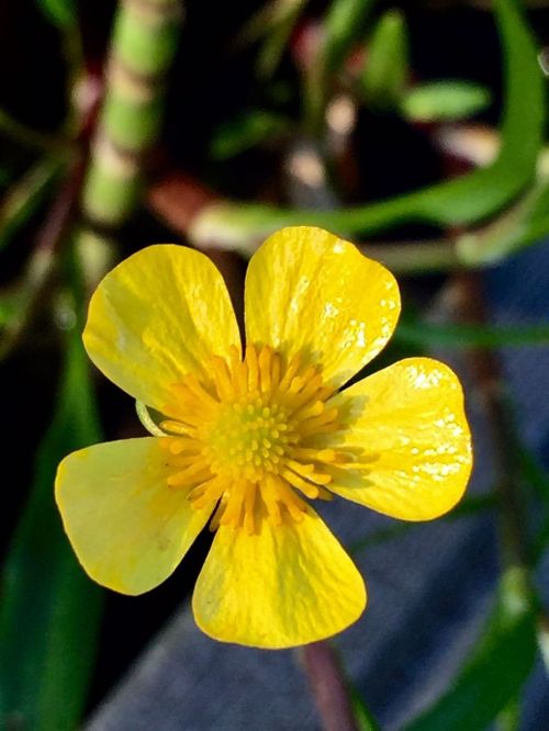 flower caltha palustris yellow