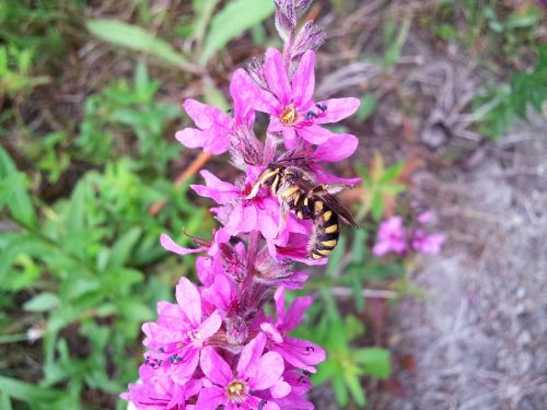 flower wildflower hornet