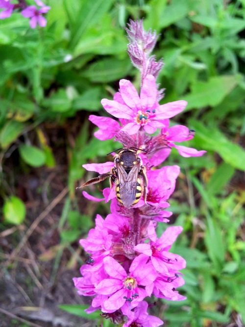 flower wildflower hornet