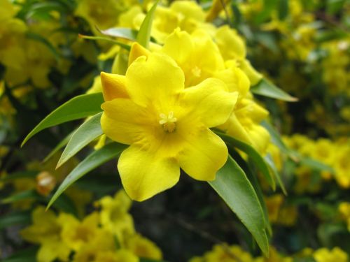 flower yellow yellow flowers