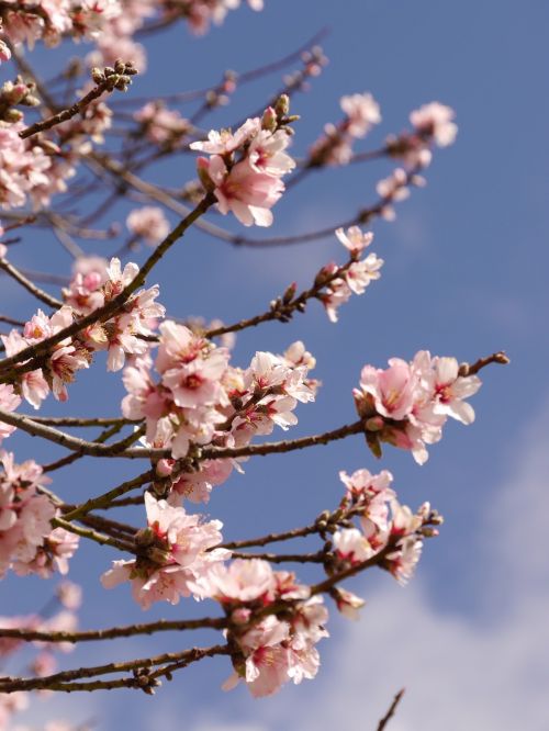 flower pink blossom