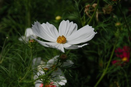 flower white cosmos