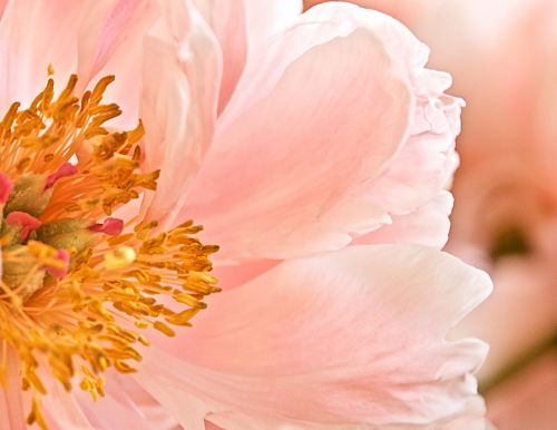 flower pink stamen