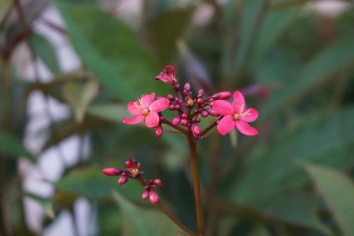 flower plant the scenery