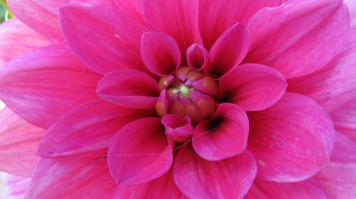 flower pink fragrance