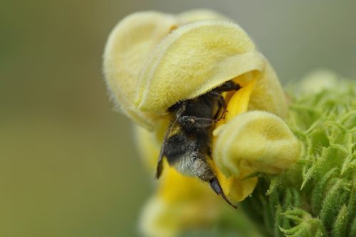 flower insect hummel