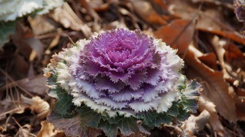 flower purple japan