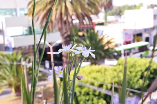 flower terrace green