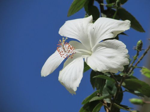 flower wildflower white hibiscus flower