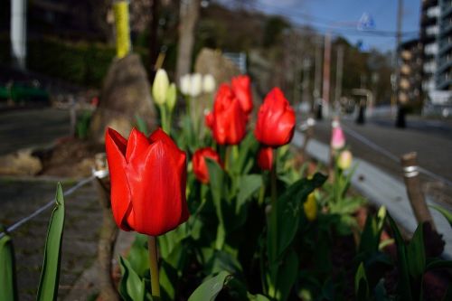 flower red plant