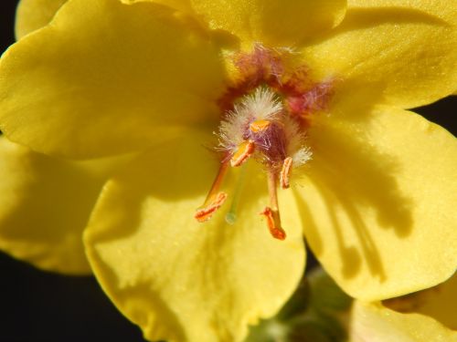 flower yellow yellow flower