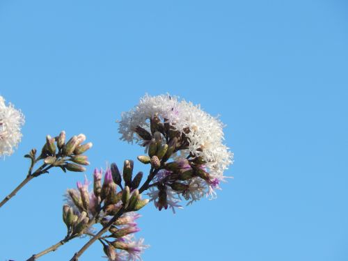 flower wild field