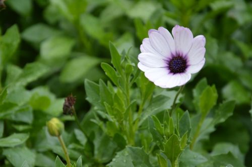 flower leaves bud