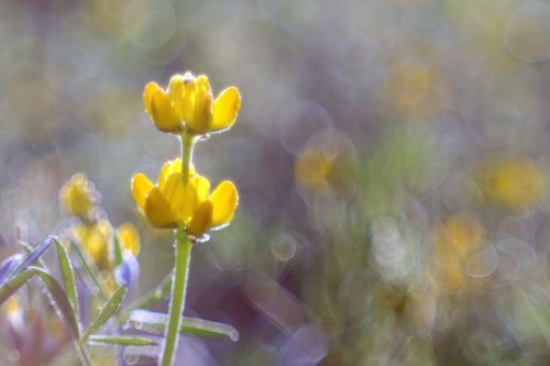 flower yellow meadow