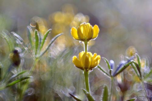 flower yellow meadow