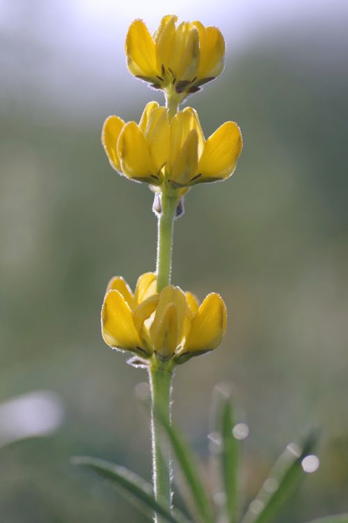 flower yellow meadow