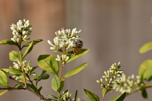 flower honeybee bee