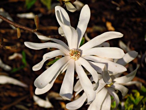 flower nature beauty