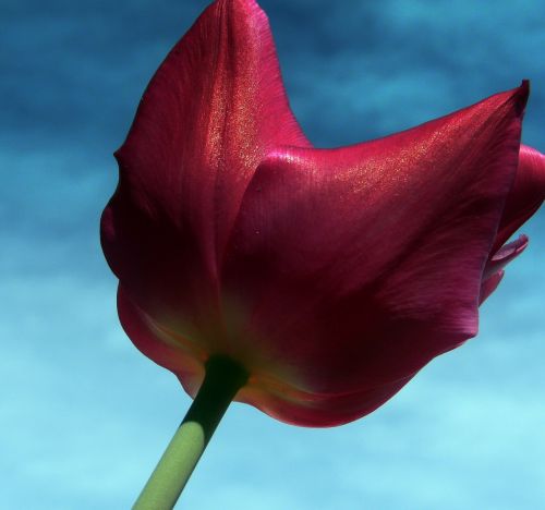 flower wildflower tulip
