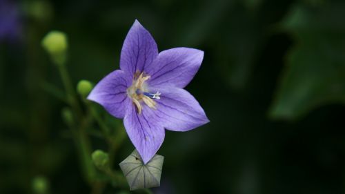 flower wildflower floral