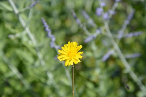 flower dandelion nature